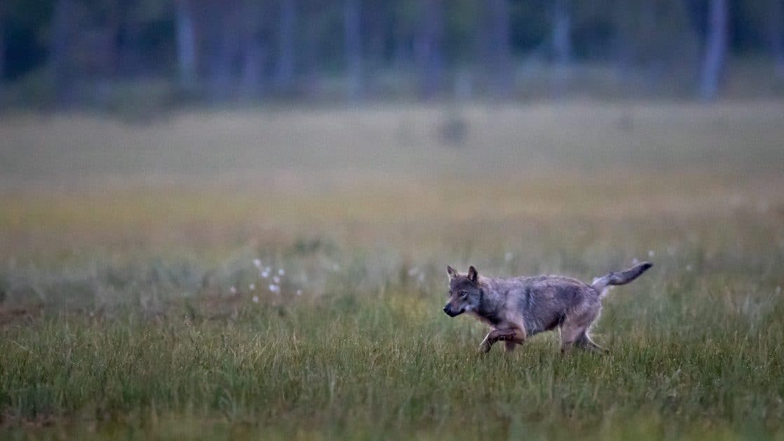 Sudet Hyokkasivat Nyt Se Taas Alkaa Verkkouutiset Fi sudet hyokkasivat nyt se taas alkaa