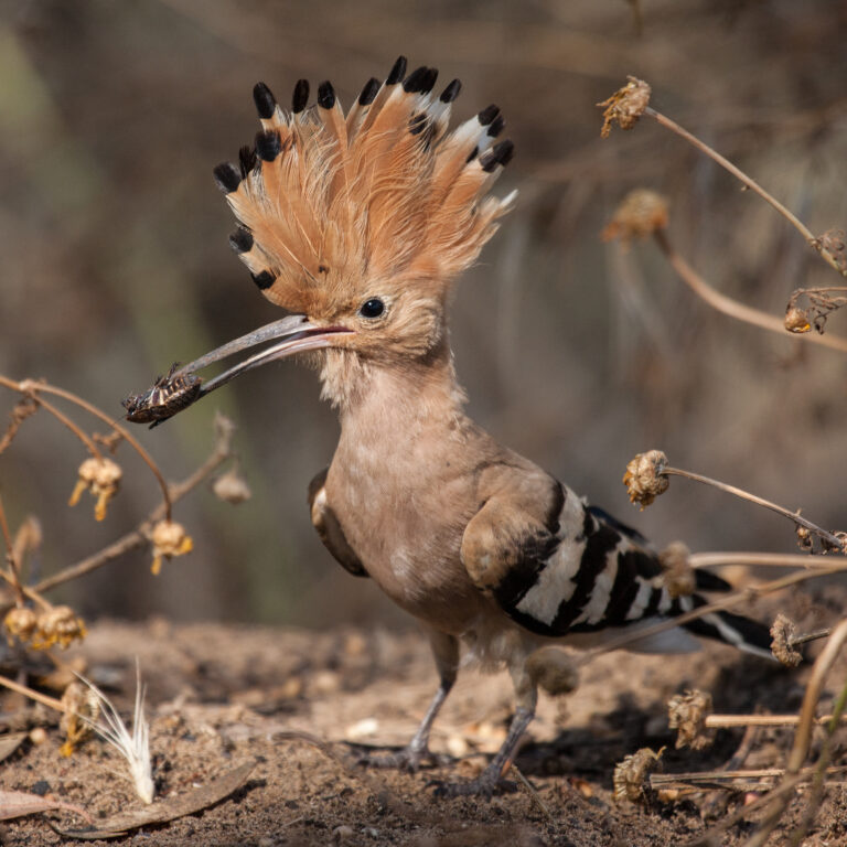 Hoopoe_with_insect