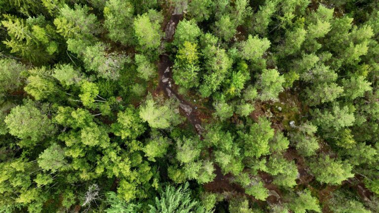 Suomalaista metsää