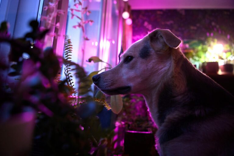 Uudenvuoden raketteja pelkäävä koira