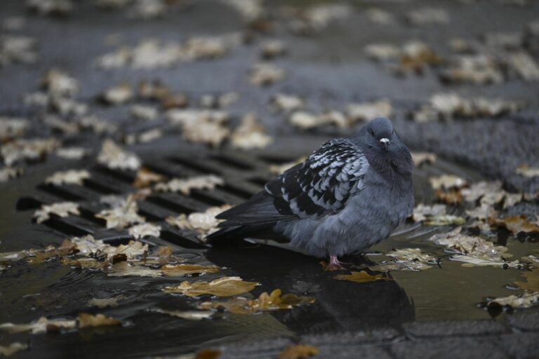 Syysmyräkkä tuo kovat tuulet ja kosolti sadetta