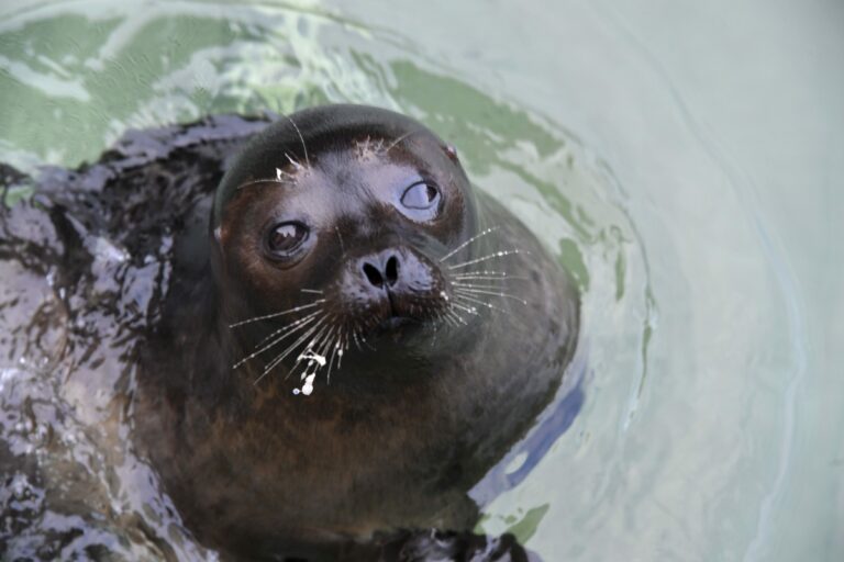 Saimaannorppa Korkeasaaressa