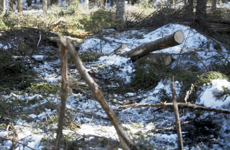 Metsähallitus keskeytti hakkuut Evon retkeilyalueella