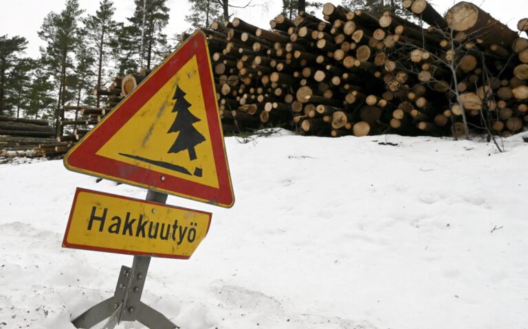 Tukkipino - hiilinielu