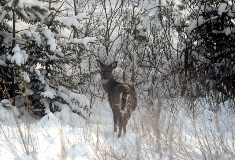 pääkaupunkiseudulle Porkkalaan perustetaan luonnonsuojelualue