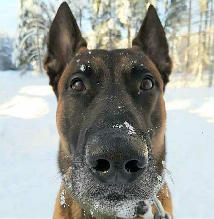 Poliisikoira Ketku. ITÄ-UUDENMAAN POLIISILAITOS
