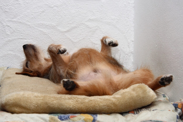 Sleeping_dog_98a