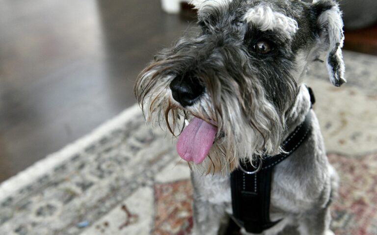 Koiran ja kesähelle