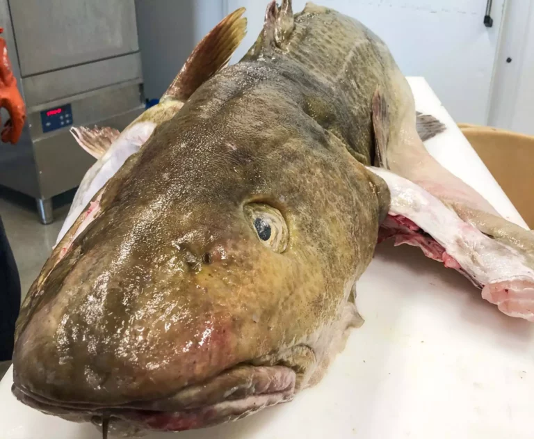 turska_ennatyskala-2048x1682