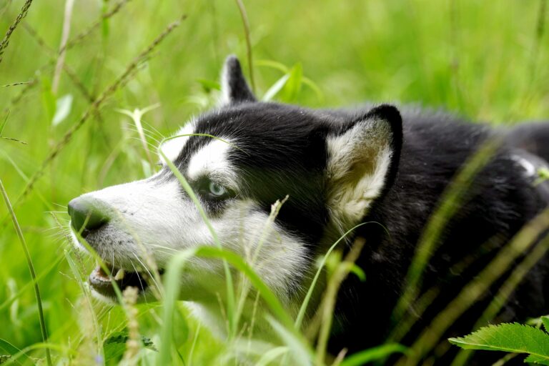 Koira myrkytysepäily