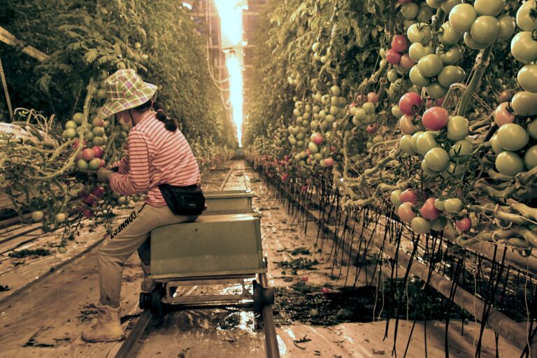 Varpio Puutarha - kasvihuoneviljely