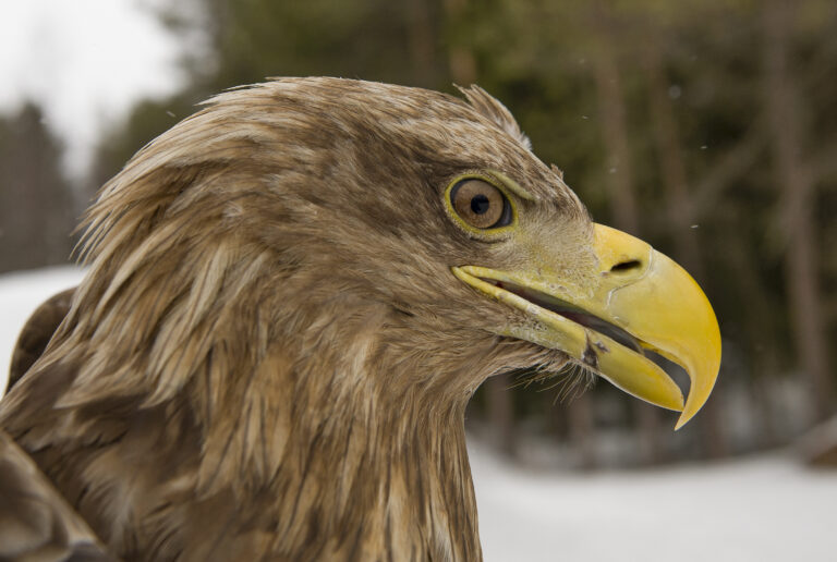 Jyka-merikotka_Jyrki-Makela