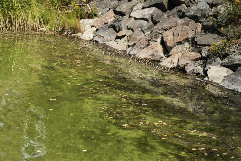 Mikä on sinilevien tilanne vesistöissä? Tänään jälleen leväkatsausta luvassa