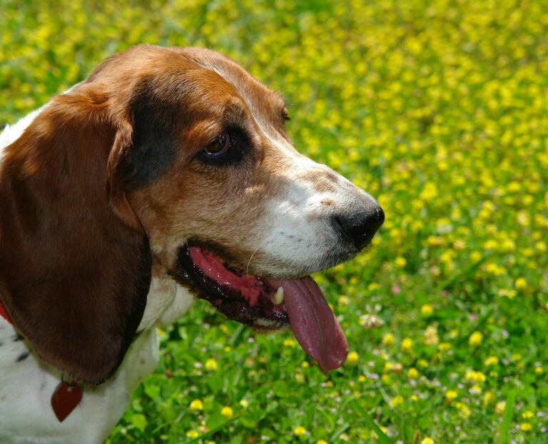 1920px-Aggie_On_Yellow_-_Flickr_-_patchattack