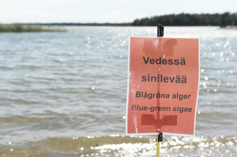 Sinilevä - Klobbenin uimaranta