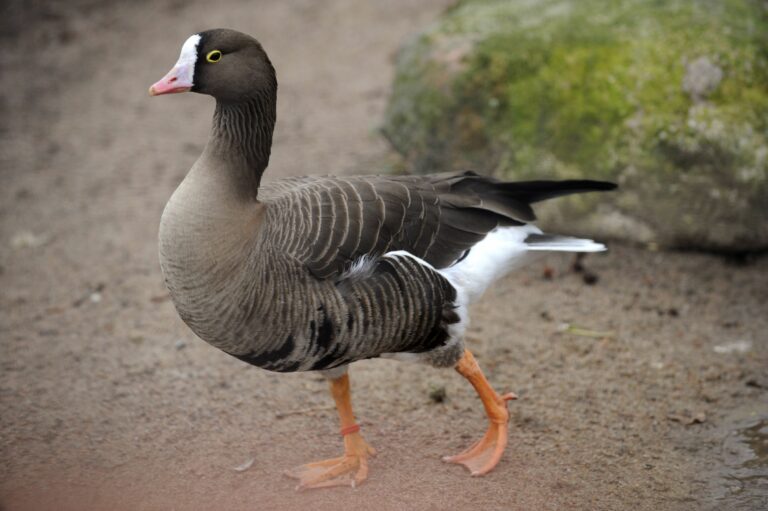 Jäitä pitkin hiippaillut kettu tappoi Korkeasaaren flamingot