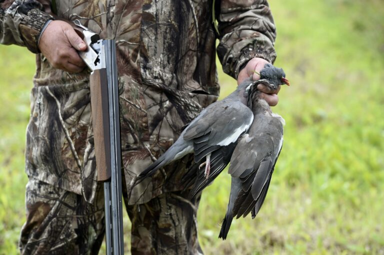 Kyyhkynmetsästystä