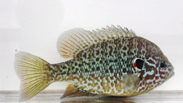 EU:n vieraslajiluetteloon lisättiin jälleen uusia lajeja