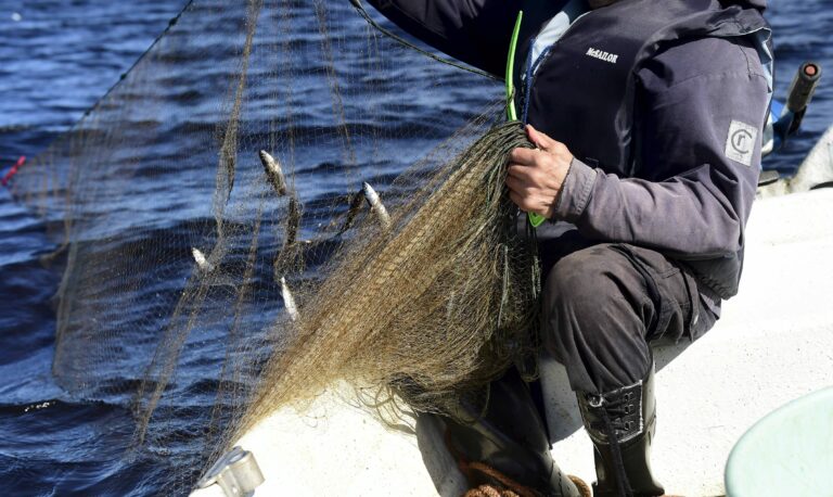 Verkkokalastus järvellä