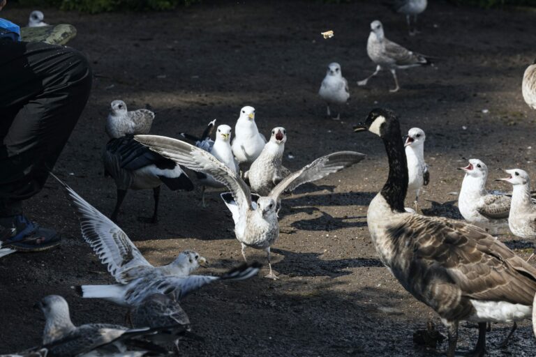 Töölönlahden linnut