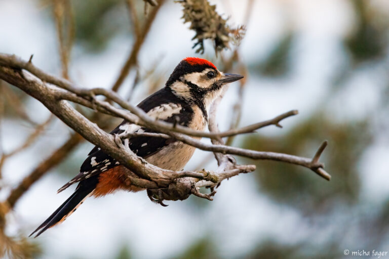 kapytikka_micha-fager