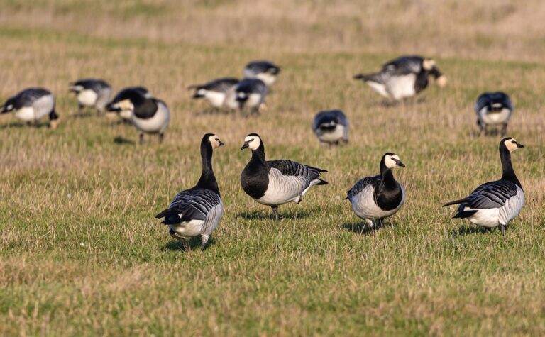 barnacle-geese-5897866_1280
