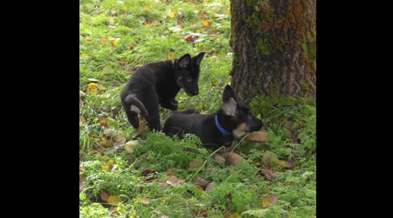 1511sotakoiranpennut