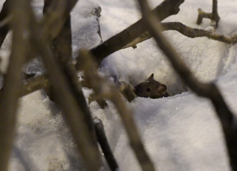 Rottia Helsingin keskustassa