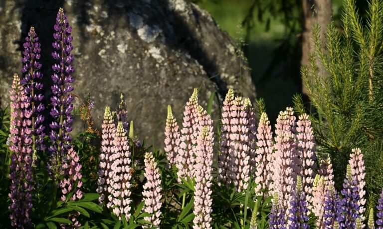 Juhannus Keski-Suomessa