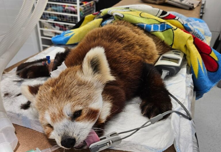 Ähtärin eläinpuiston pikkupanda selvisi kyyn puremasta