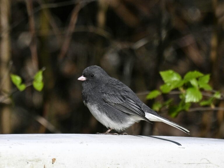 tummajunkko-pauli-pekka-osterberg (1)