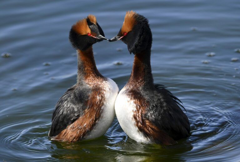 Mustukurkku-uikun soidintanssi