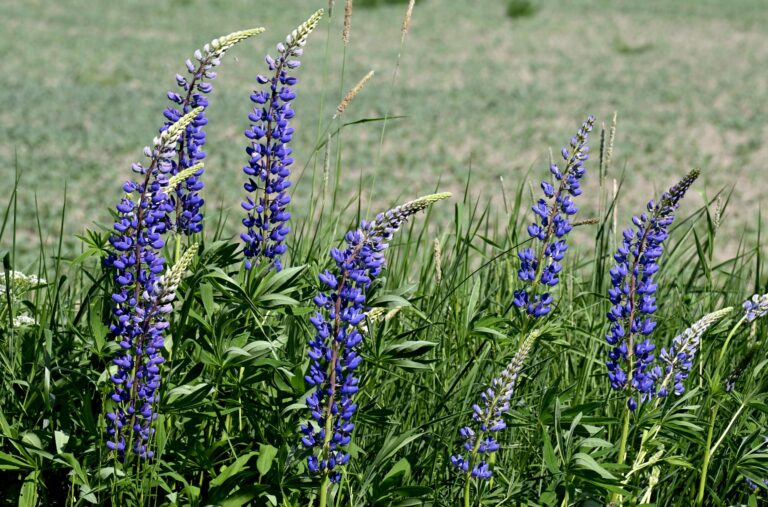 Kuivuus vaivaa maanviljelyä