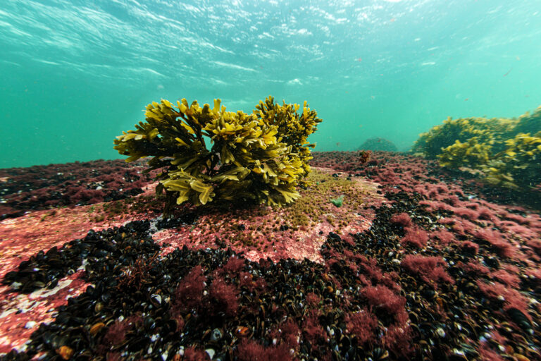 Itameri_rakkohauru_Uto_C_Jukka_Rapo_2024