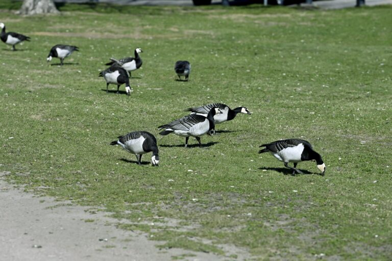 Valkoposkihanhesta ja merimetsosta on tulossa riistalajeja
