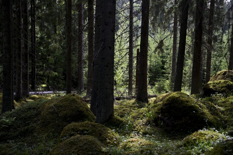 Vanhojen metsien inventointiretki medialle