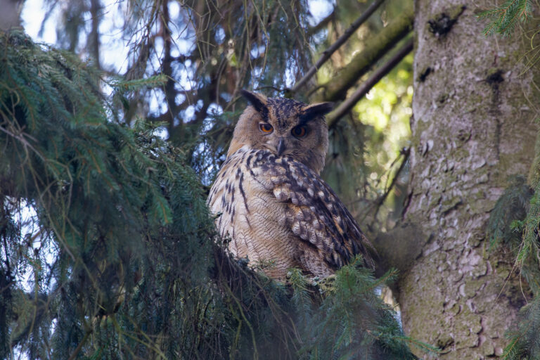 huuhkaja_Micha-Fager-03