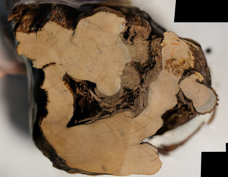 katajan_lustokiekko_Marco_Carrer