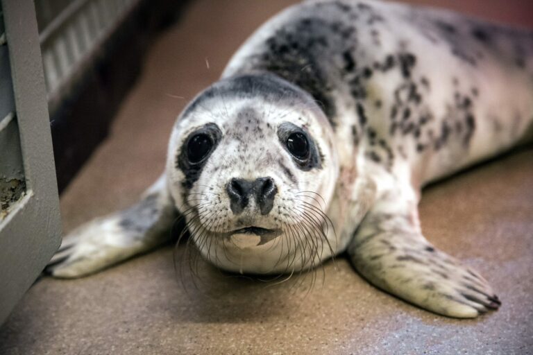 Korkeasaaren sairaala lihottaa kuutteja kesäkuntoon