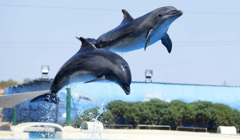 Delfiinit Attican eläinpuistossa