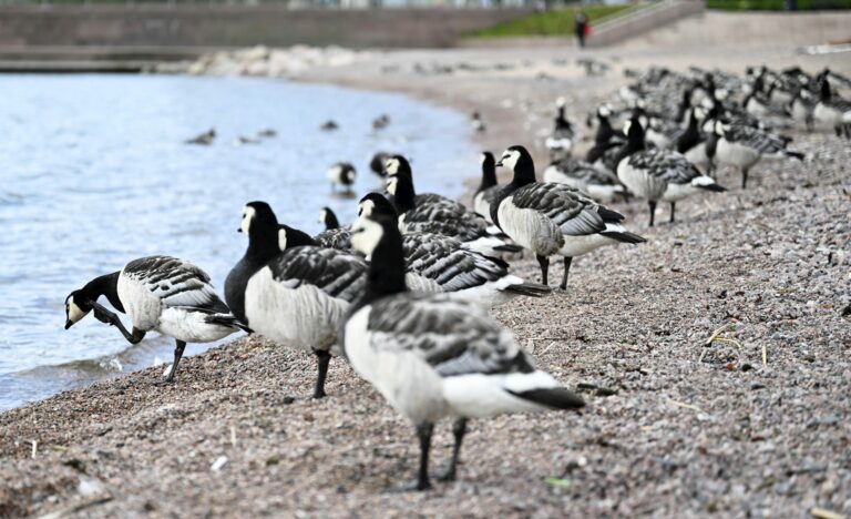 Hanhiparvii hiekkarannalla