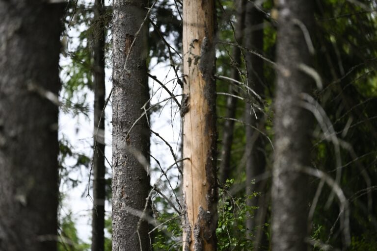 Vanhojen metsien inventointiretki medialle