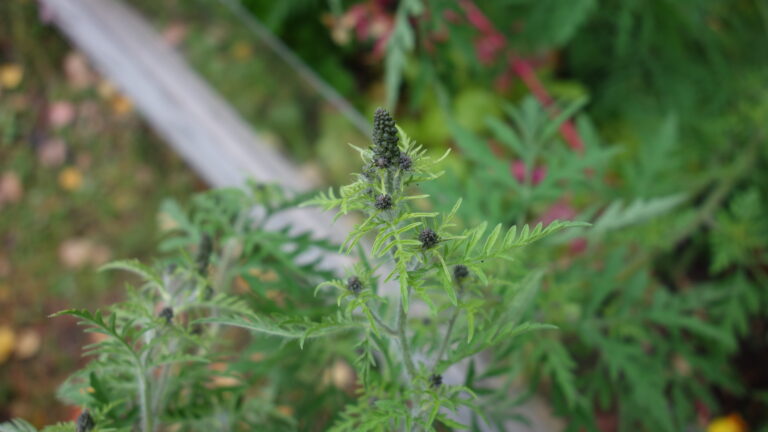 2398cafe-1bf9-4e17-872b-46952403ef14