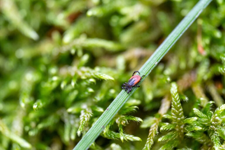 Puutiainen luonnossa