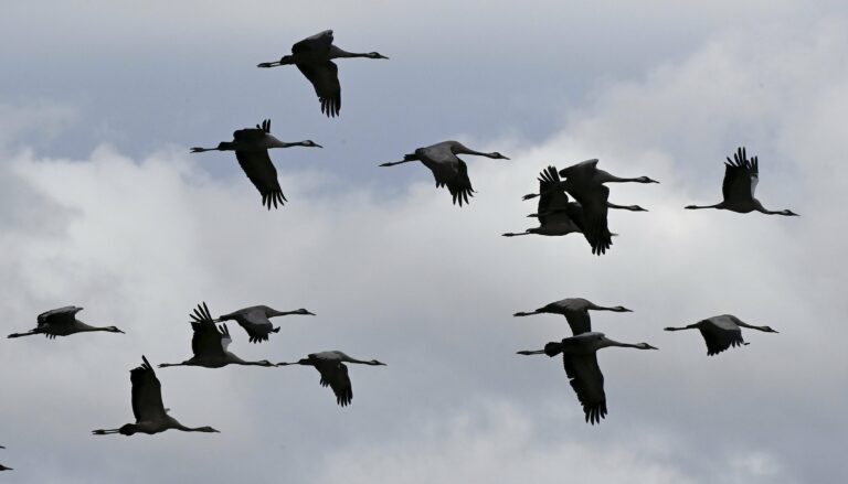 Lintuja Seinäjoella