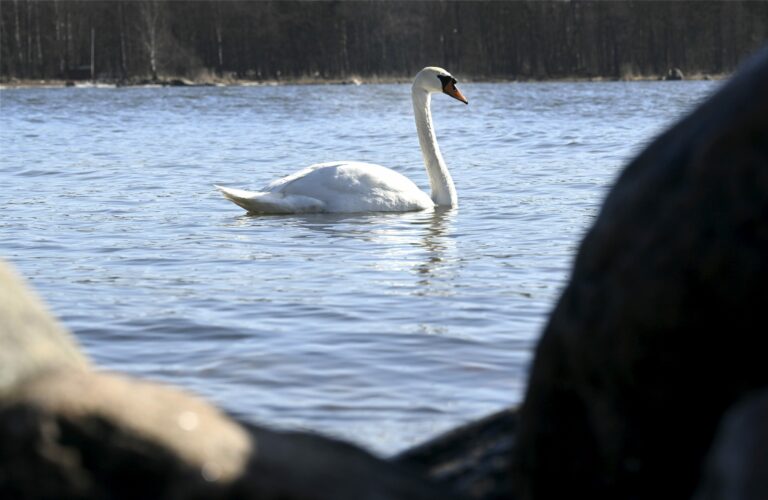 Lappiin tulee lunta ja muualle vettä, mutta alkava viikko saattaa tuoda myös miltei t-paitakelejä