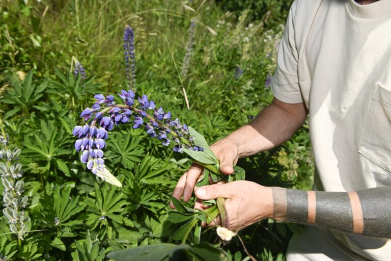 Joukkoistettu vieraslajitorjunta - Crowdsorsa-mobiilipeli