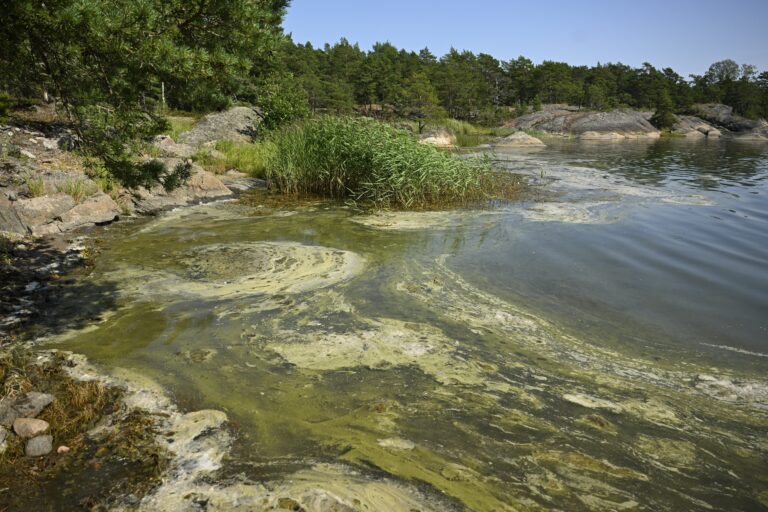 Sinilevää Kemiönsaaristossa