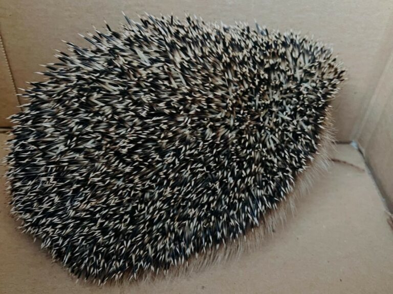 516563915_18411481036099018_1988622335667734472_n