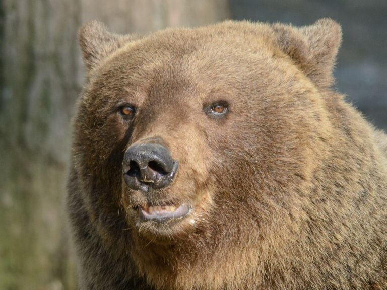 Thick_head_(14134586437)